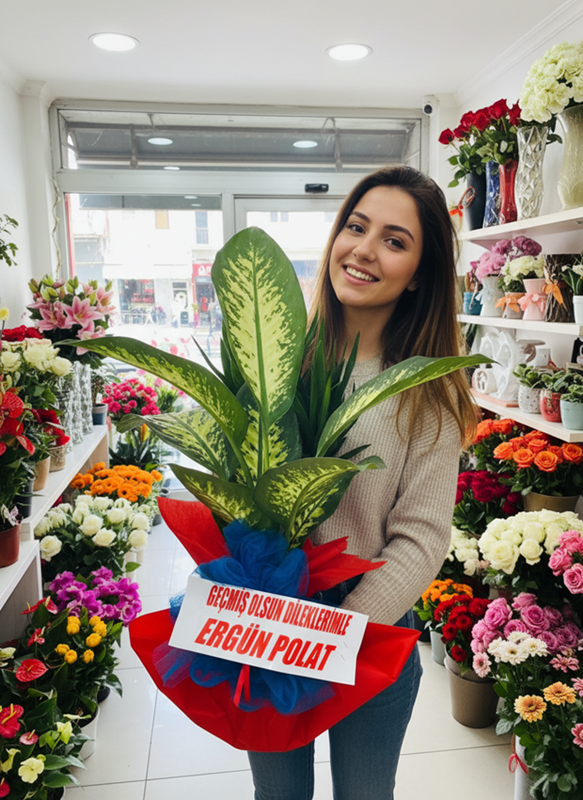 Dieffenbachia Canlı Saksı Çiçeği