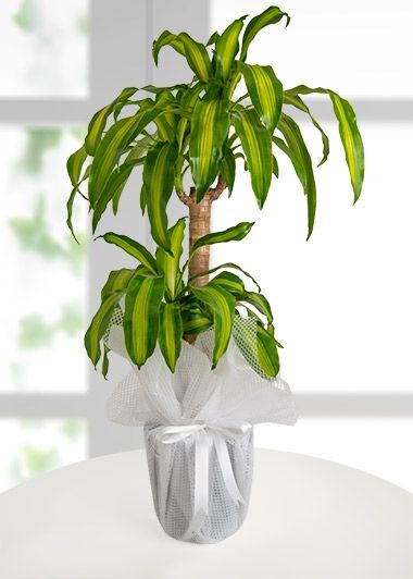 Dracena Massengena Canlı Saksı Çiçeği(150 CM)
