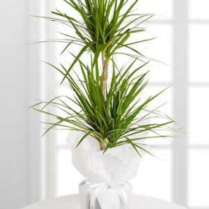 Dracena Marginata Saksı Çiçeği(150 CM)