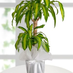 Dracena Massengena Canlı Saksı Çiçeği(150 CM)